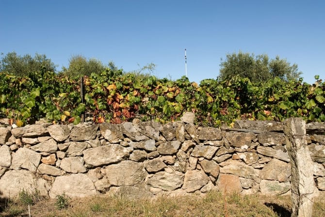 Mancha em Pegarinhos, Pegarinhos <br>© Coleção Museu do Douro/ Egídio Santos